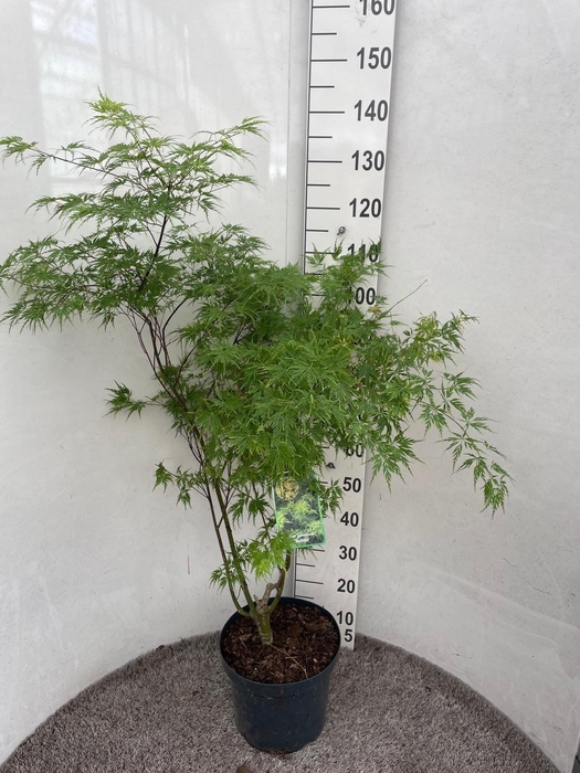 <h4>ACER PA SEIRYU</h4>