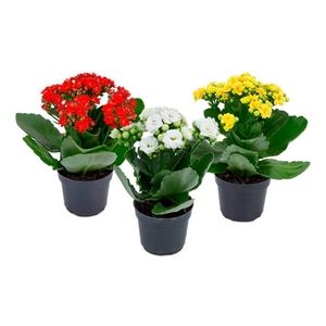 KALANCHOE DOBRADO MINI P09