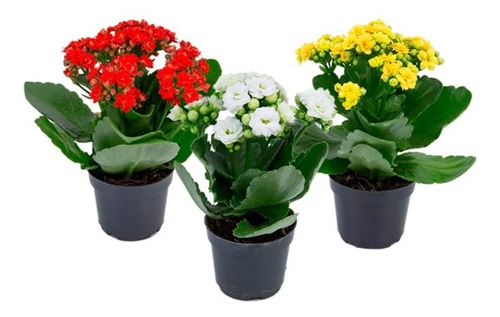 KALANCHOE DOBRADO MINI P09