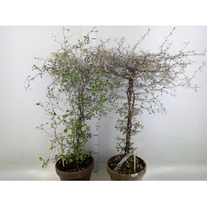 Corokia cotoneaster