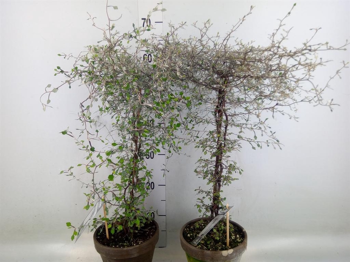 <h4>Corokia cotoneaster</h4>