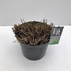 Graminées Miscanthus 'Kleine Silberspinne'