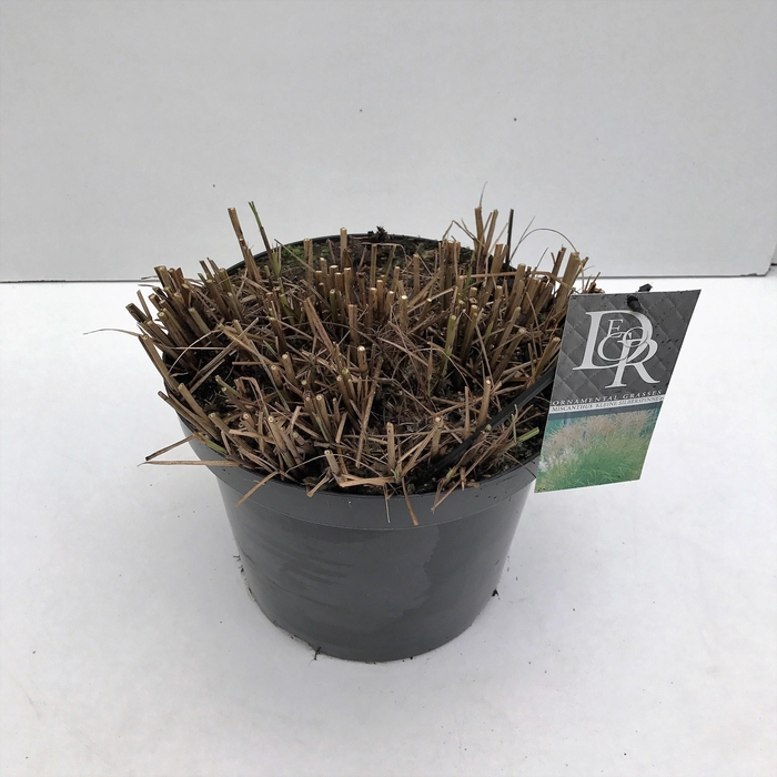 <h4>Graminées Miscanthus 'Kleine Silberspinne'</h4>