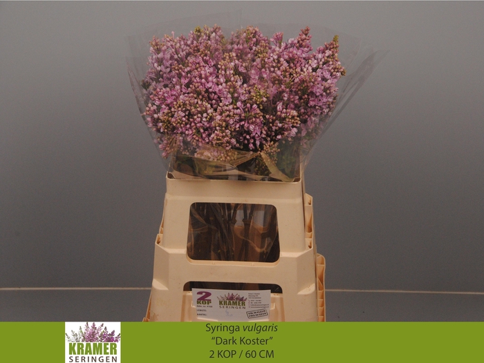 <h4>SYR V DARK KOSTER</h4>