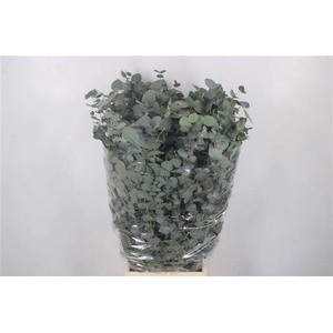 EUC CINEREA PER BOS