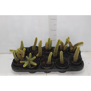 CACTUS RABO DE GATO P11
