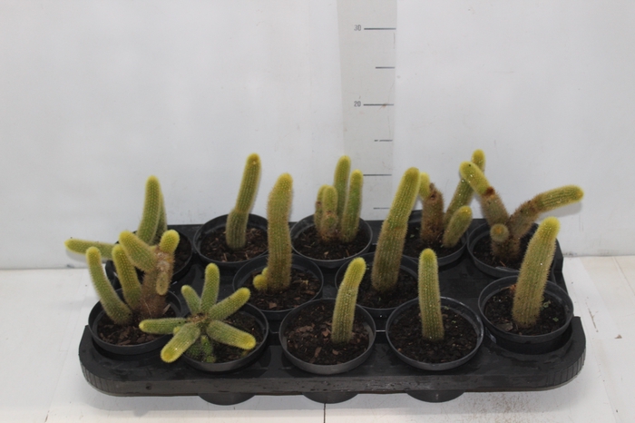 <h4>CACTUS RABO DE GATO P11</h4>