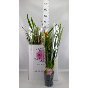Cymbidium   ...mix