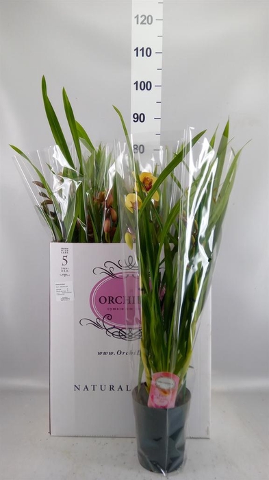<h4>Cymbidium   ...mix</h4>