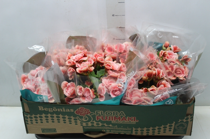 <h4>BEGONIA BORIAS P15</h4>