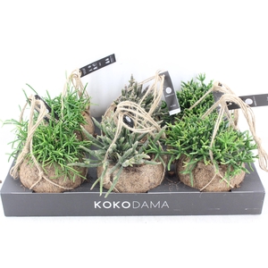 arr3 Kokoplant - Rhipsalis mix x6