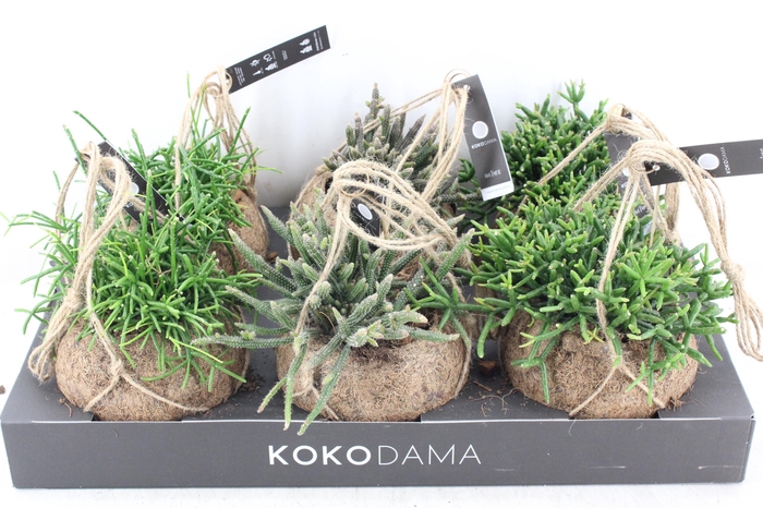 <h4>arr3 Kokoplant - Rhipsalis mix x6</h4>