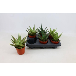 ALOE GEM