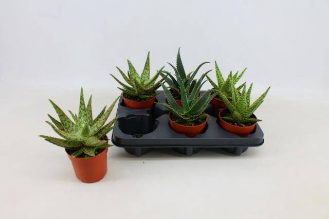 <h4>ALOE GEM</h4>