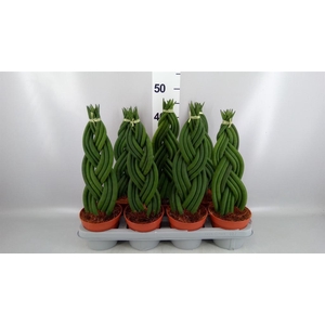 Sansevieria cyl.  ...