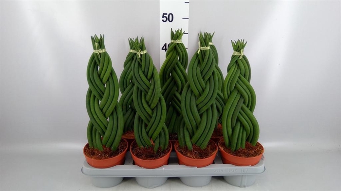 <h4>Sansevieria cyl. ...</h4>