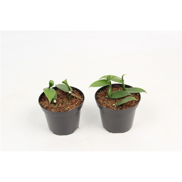 <h4>Vanilla Planifolia 8 cm</h4>