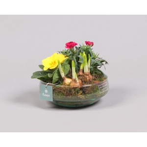 Green Bottle Iris Medium Voorjaar met Arrangement