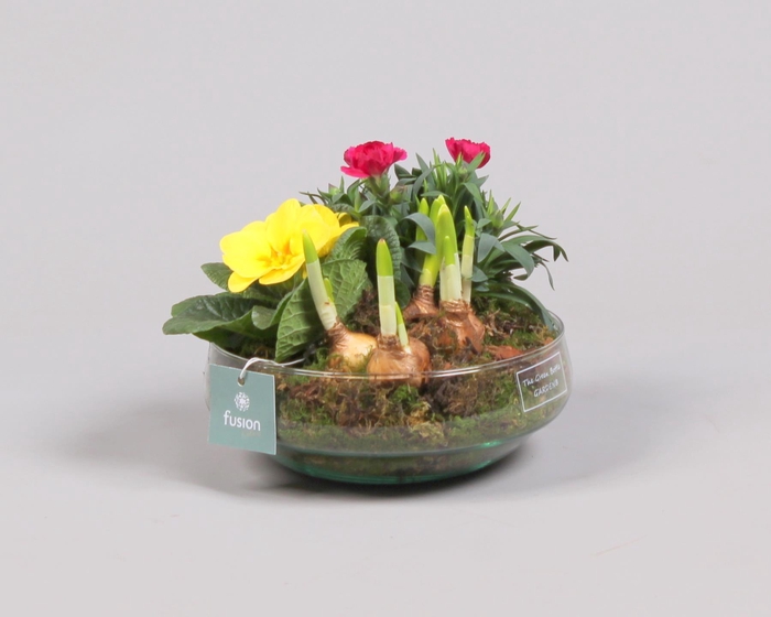 <h4>Green Bottle Iris Medium Voorjaar met Arrangement</h4>
