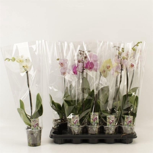 PHAL GEM
