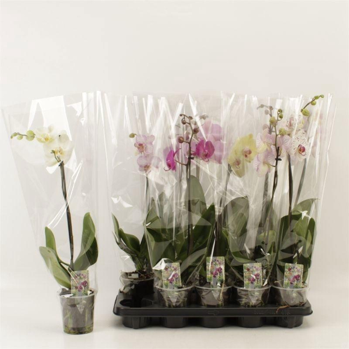 <h4>PHAL GEM</h4>