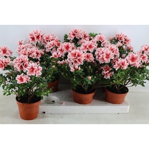 RHODO SI MEVR GERARD