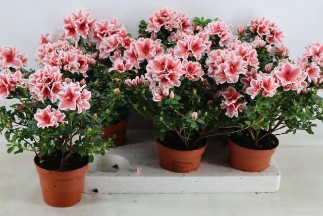 <h4>RHODO SI MEVR GERARD</h4>