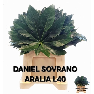 FATSIA JAPONICA BLAD