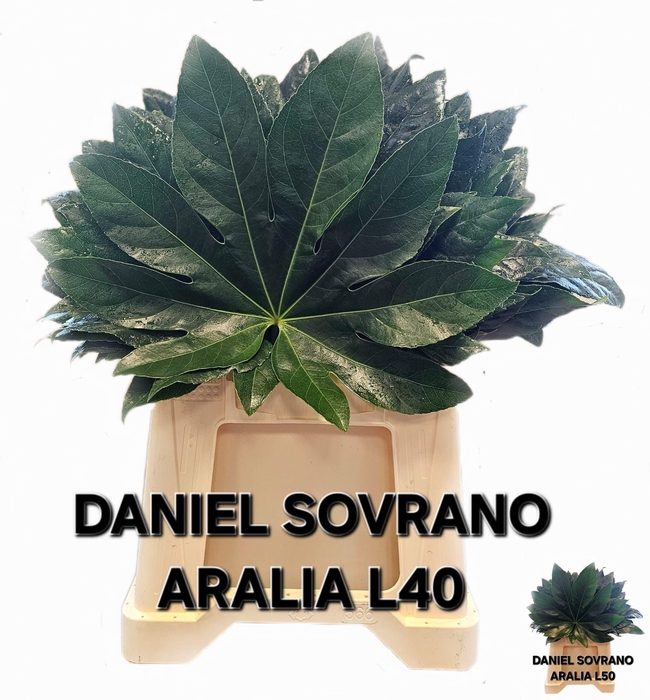 <h4>FATSIA JAPONICA BLAD</h4>