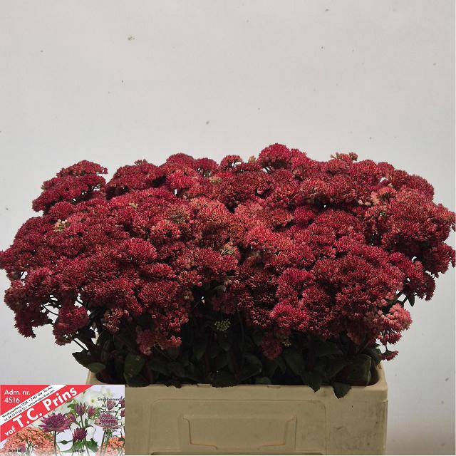 <h4>SEDUM MAGICAL LIZZY</h4>