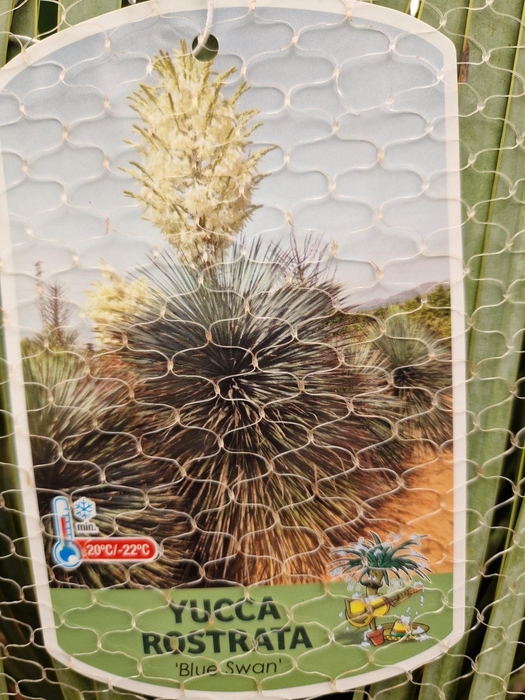 <h4>YUC ROSTRATA</h4>