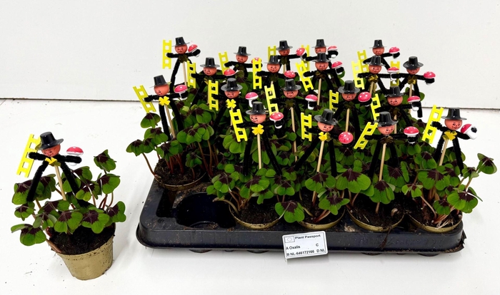 <h4>Oxalis deppei</h4>