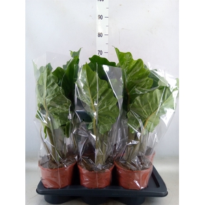 Alocasia amazonica 'Polly'