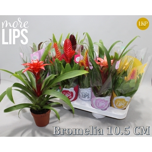 BROMELIA GEM