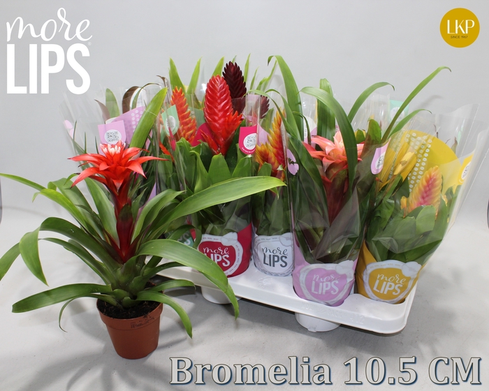 <h4>BROMELIA GEM</h4>