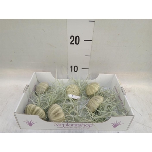 Arr.  Tillandsia L%