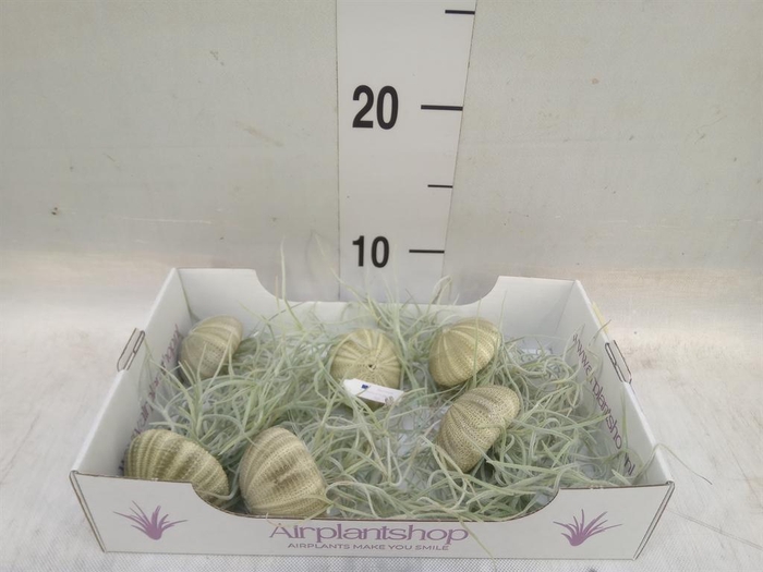 <h4>Arr.  Tillandsia L%</h4>