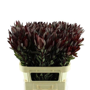 LEUCADENDRON SAFARI SUNSET