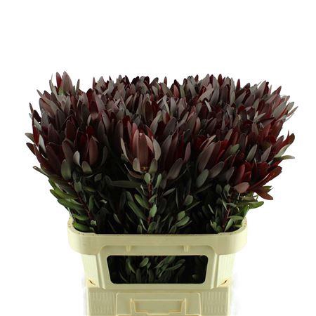 <h4>LEUCADENDRON SAFARI SUNSET</h4>