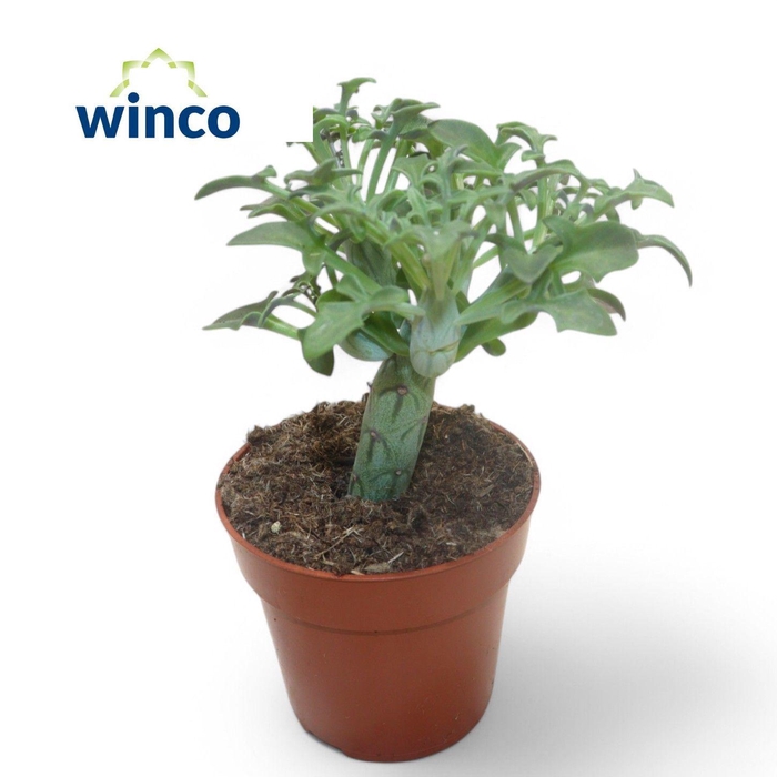 <h4>Senecio Articulatus</h4>