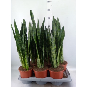 Sansevieria zeylanica