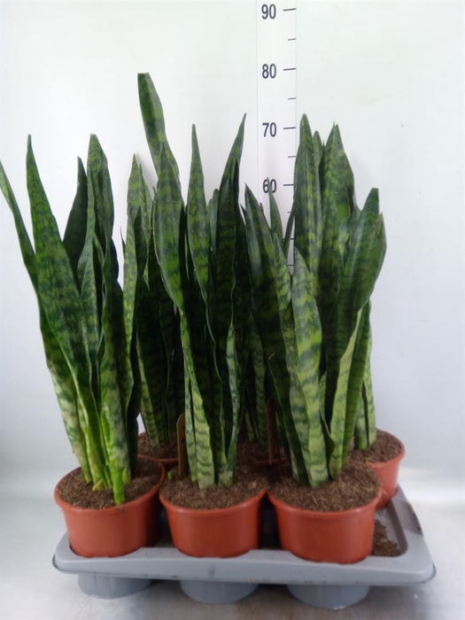 <h4>Sansevieria zeylanica</h4>