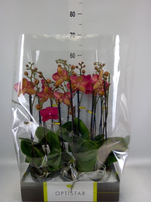 <h4>Phalaenopsis   ...red</h4>