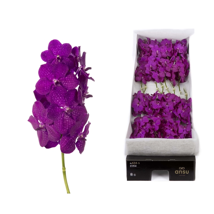 <h4>Vanda 20 tak Rasberry Cerise</h4>