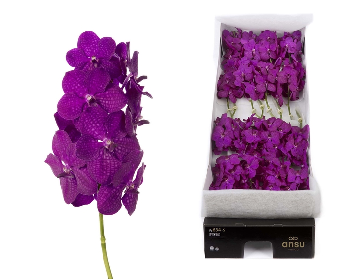 <h4>Vanda 16 tak Rasberry Cerise</h4>