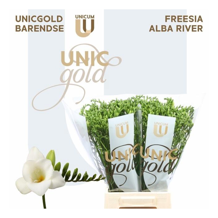 <h4>Fr En Alba River</h4>