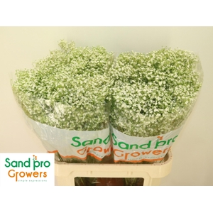 GYPS PA ZI DISCOVERY