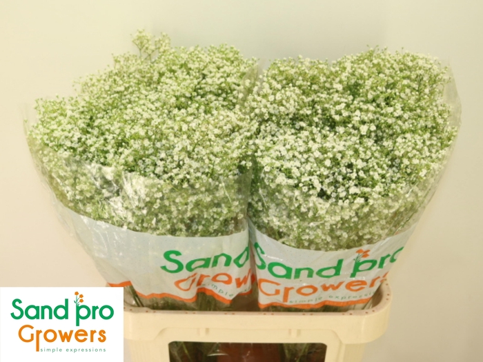 <h4>GYPS PA ZI DISCOVERY</h4>