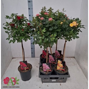 ROSA ST OV