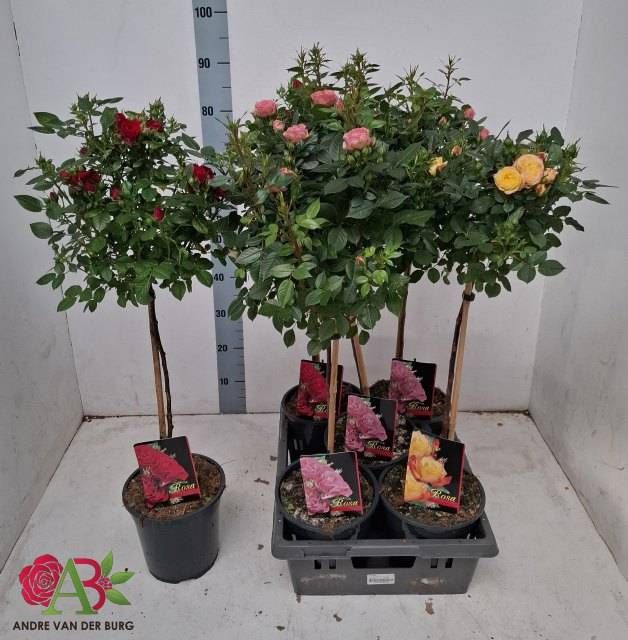 <h4>ROSA ST OV</h4>